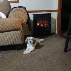 Lost Female Dog last seen Valley ranch town center and 59 south, New Caney, TX 77357