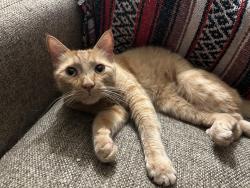 Lost Male Cat last seen Holly and Vandament , Yukon, OK 73099