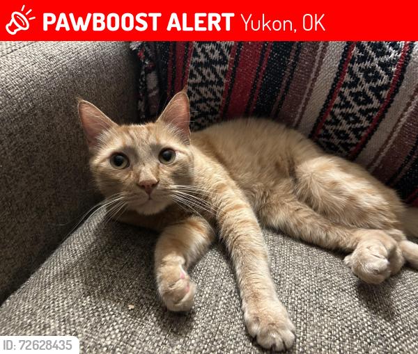 Lost Male Cat last seen Holly and Vandament , Yukon, OK 73099