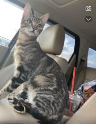 Lost Female Cat last seen sultan high school, Sultan, WA 98294