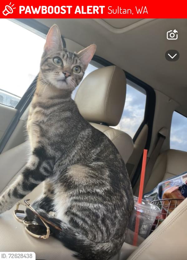 Lost Female Cat last seen sultan high school, Sultan, WA 98294