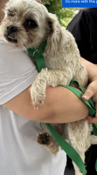 Lost Female Dog last seen Goldenshore and ocean , Long Beach, CA 90831