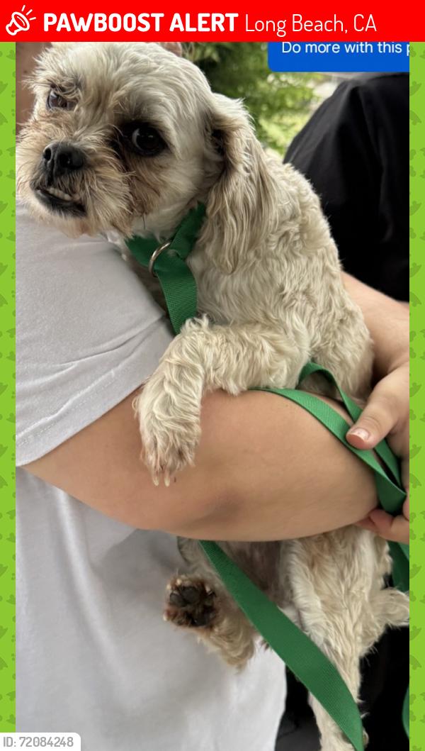 Lost Female Dog last seen Goldenshore and ocean , Long Beach, CA 90831