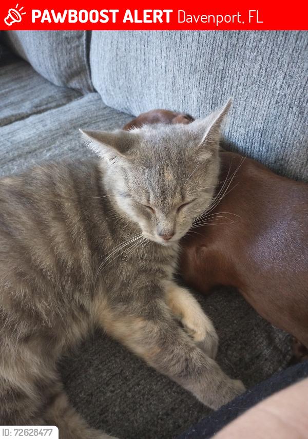 Lost Female Cat last seen Cottonwood blvd, Davenport, FL 33837