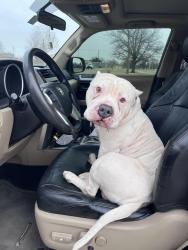 Found/Stray Male Dog last seen Douglas blvd and 15th Midwest city, Midwest City, OK 73130