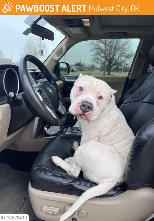 Found/Stray Male Dog last seen Douglas blvd and 15th Midwest city, Midwest City, OK 73130