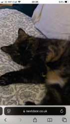 Lost Female Cat last seen St Michaels road, Canterbury , Kent, England CT2