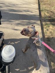 Lost Female Dog last seen Near and 608, Burleson, TX 76028