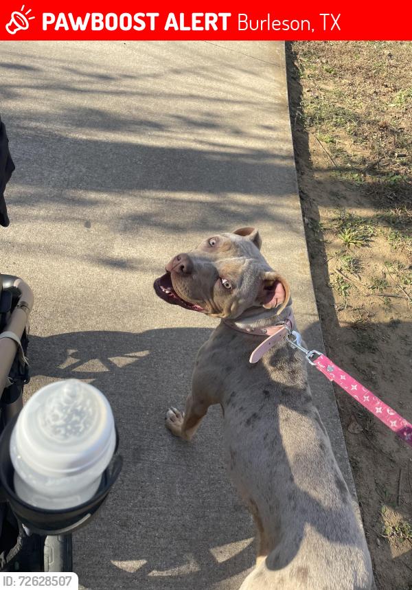 Lost Female Dog last seen Near and 608, Burleson, TX 76028