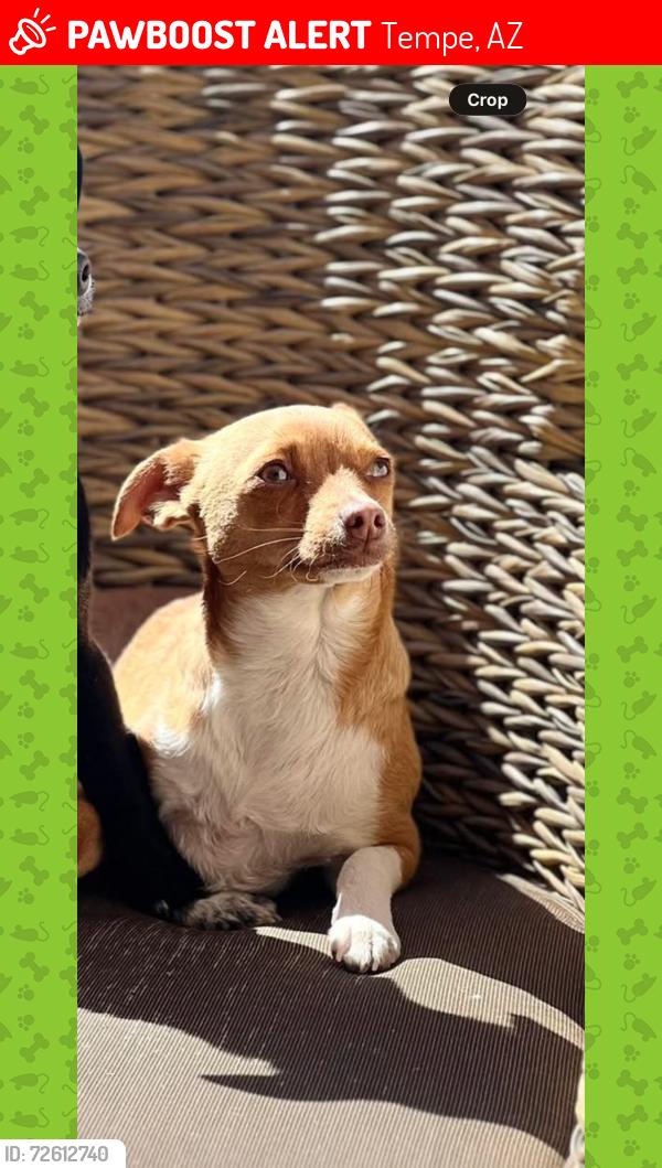 Lost Female Dog last seen QT Price and 101, Tempe, AZ 85281