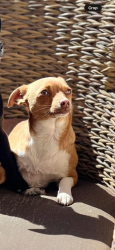 Lost Female Dog last seen QT Price and 101, Tempe, AZ 85281