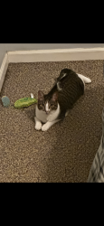 Lost Female Cat last seen E Prairie St, Plano, IL, Plano, IL 60545