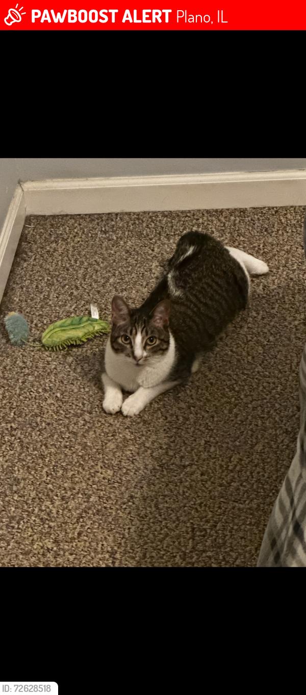 Lost Female Cat last seen E Prairie St, Plano, IL, Plano, IL 60545