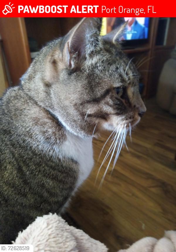 Lost Male Cat last seen Orange st, Port Orange, FL 32127