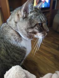 Lost Male Cat last seen Orange st, Port Orange, FL 32127
