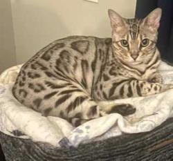 Lost Female Cat last seen Near Saint Simonds Ct, Alpharetta, GA 30022, Alpharetta, GA 30022