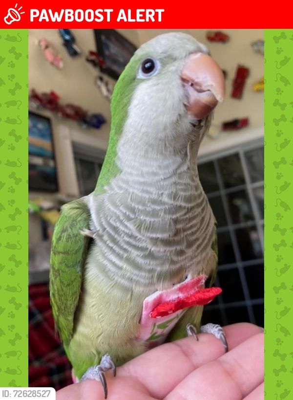 Lost Male Bird last seen SW 139 Ct and SW 184 St, Miami-Dade County, FL 33196