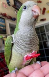 Lost Male Bird last seen SW 139 Ct and SW 184 St, Miami-Dade County, FL 33196
