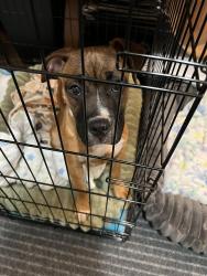 Found/Stray Unknown Dog last seen San Pablo and 23rd , Oakland, CA 94612