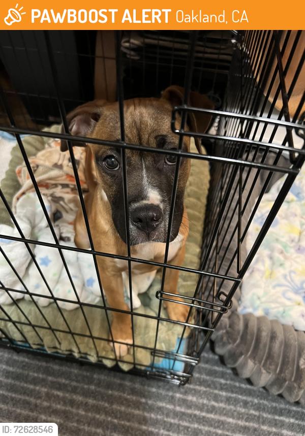 Found/Stray Unknown Dog last seen San Pablo and 23rd , Oakland, CA 94612