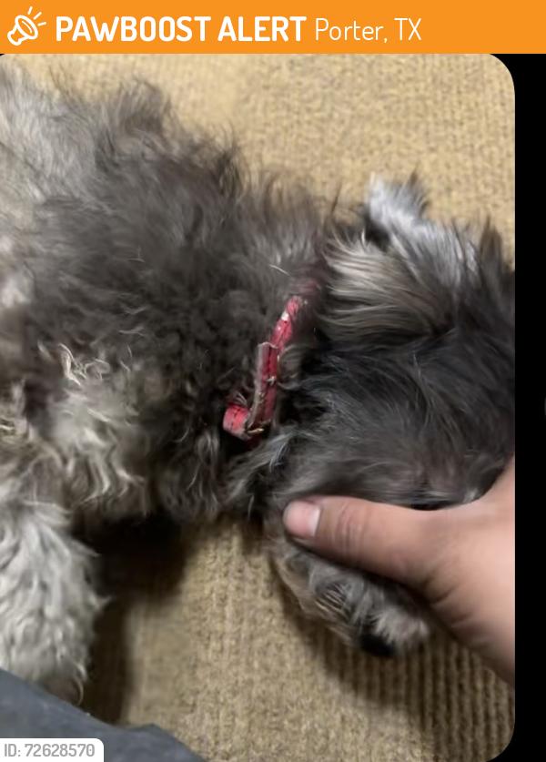 Found/Stray Female Dog last seen Near & genecambell , Porter, TX 77365