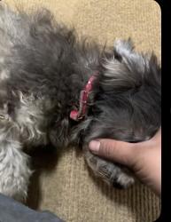 Found/Stray Female Dog last seen Near & genecambell , Porter, TX 77365