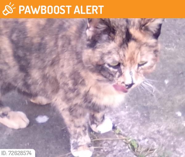 Found/Stray Female Cat last seen New Chester road, Birkenhead, England 