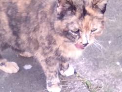 Found/Stray Female Cat last seen New Chester road, Birkenhead, England 