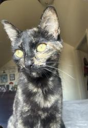 Lost Female Cat last seen Near W State St Star, ID  83669 United States, Star, ID 83669