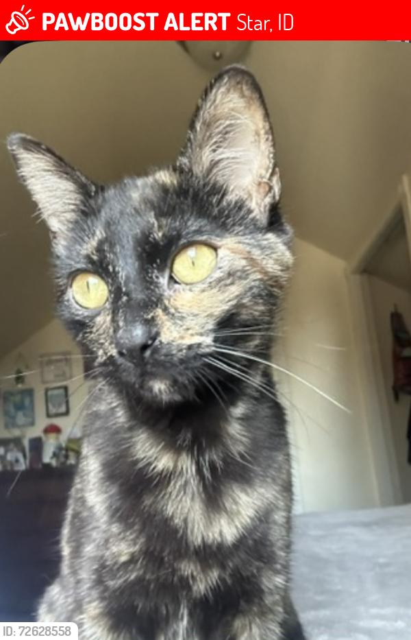 Lost Female Cat last seen Near W State St Star, ID  83669 United States, Star, ID 83669