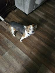 Lost Male Dog last seen S Kerr , Wilmington, NC 28405