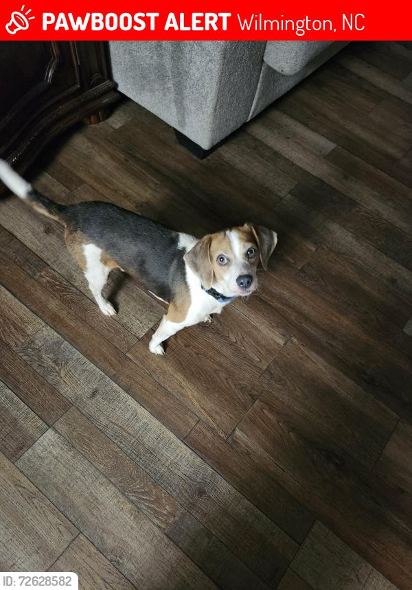 Lost Male Dog last seen S Kerr , Wilmington, NC 28405