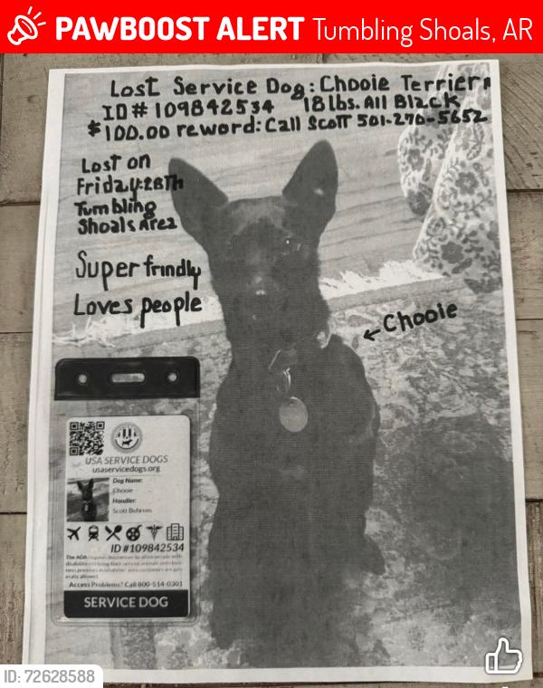 Lost Male Dog last seen Old Hwy 25, Tumbling Shoals, AR 72530