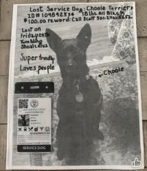 Lost Male Dog last seen Old Hwy 25, Tumbling Shoals, AR 72530