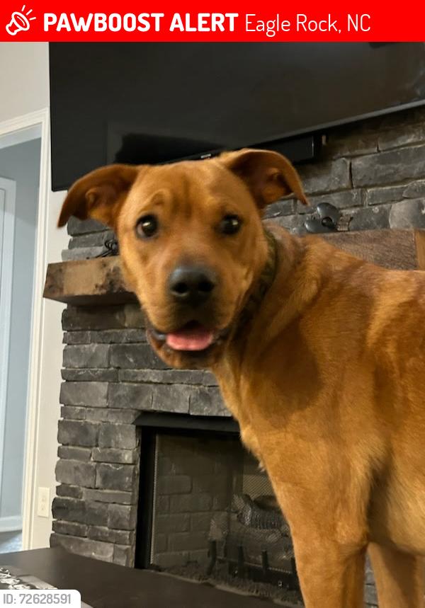 Lost Female Dog last seen S shreve drive and buffalo rd, Eagle Rock, NC 27591