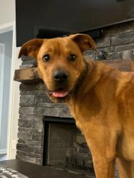 Lost Female Dog last seen S shreve drive and buffalo rd, Eagle Rock, NC 27591