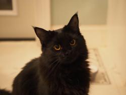 Lost Female Cat last seen Farmville rd/ lee county rd, Auburn, AL 36830