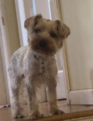 Lost Female Dog last seen Haven Terrace , Sayreville, NJ 08859