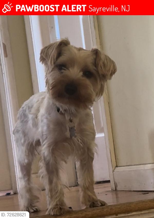 Lost Female Dog last seen Haven Terrace , Sayreville, NJ 08859