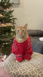Lost Male Cat last seen Pointview, Tanglewood Trl, Spring Branch, TX 78070