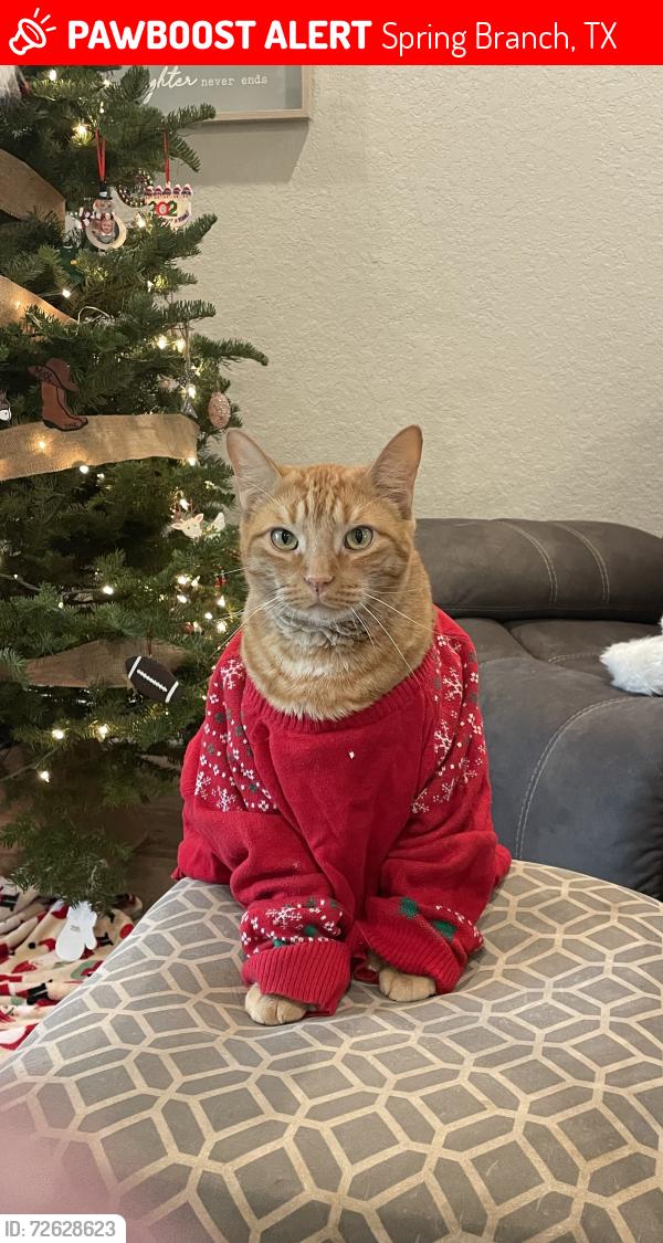 Lost Male Cat last seen Pointview, Tanglewood Trl, Spring Branch, TX 78070