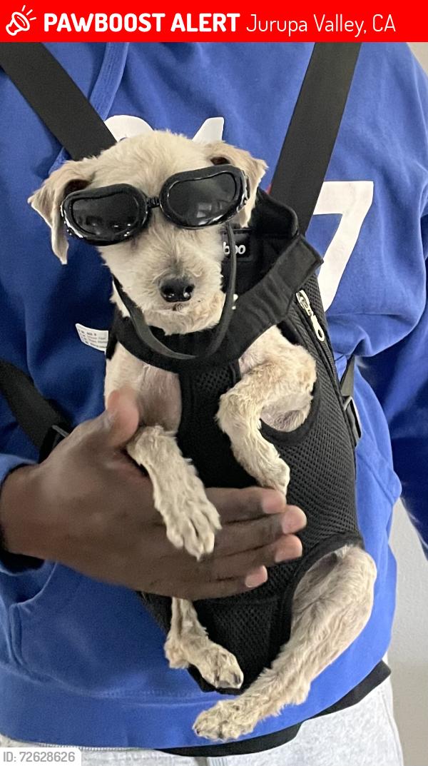 Lost Female Dog last seen Pyrite and Mission Blvd , Jurupa Valley, CA 92509