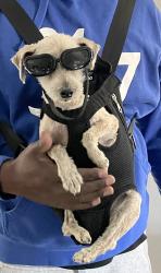 Lost Female Dog last seen Pyrite and Mission Blvd , Jurupa Valley, CA 92509