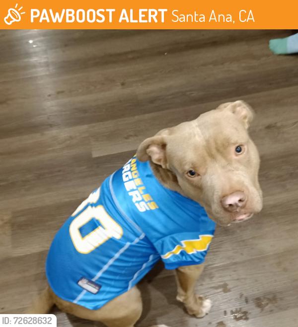 Found/Stray Male Dog last seen Ediger , Santa Ana, CA 92707
