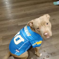 Found/Stray Male Dog last seen Ediger , Santa Ana, CA 92707