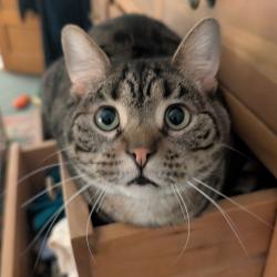 Reunited Male Cat last seen West Sunnyside and North Seeley, Chicago, IL 60625