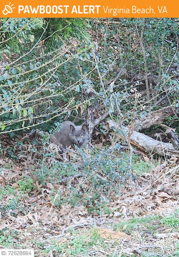 Found/Stray Unknown Cat last seen Wooded area between Auburn Place apmts and Lowes/Bojangles, Virginia Beach, VA 23452