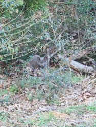 Found/Stray Unknown Cat last seen Wooded area between Auburn Place apmts and Lowes/Bojangles, Virginia Beach, VA 23452