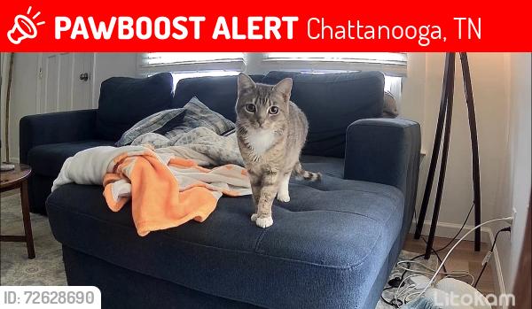Lost Female Cat last seen Mississippi Ave & Barton, Chattanooga, TN 37405