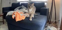 Lost Female Cat last seen Mississippi Ave & Barton, Chattanooga, TN 37405